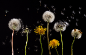 Common Spring Allergies