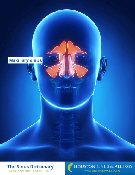 Maxillary Sinus