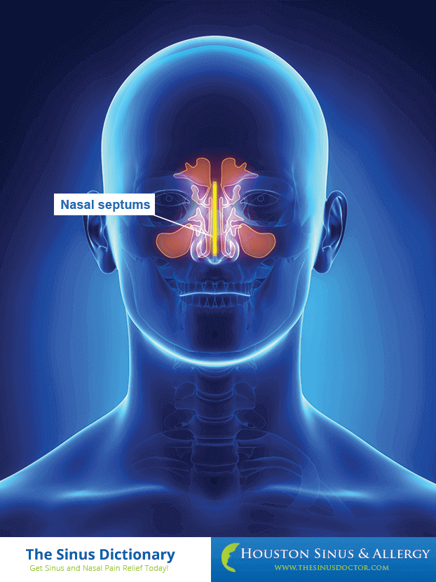 Nasal Septum